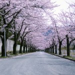 上山競馬場桜回廊