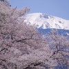 愛染神社桜